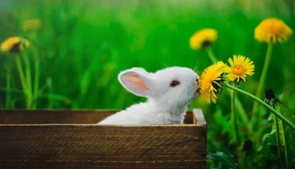 弗拉格17+8巴雷特31分 独行侠不敌猛龙7连败